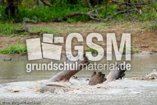 Flusspferd (87 von 104).jpg